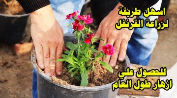 طريقة زراعة القرنفل